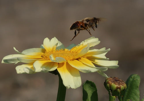 ɽ��ɽ������ ��ɵ���