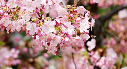 ��÷��ӣ��֦ͷ