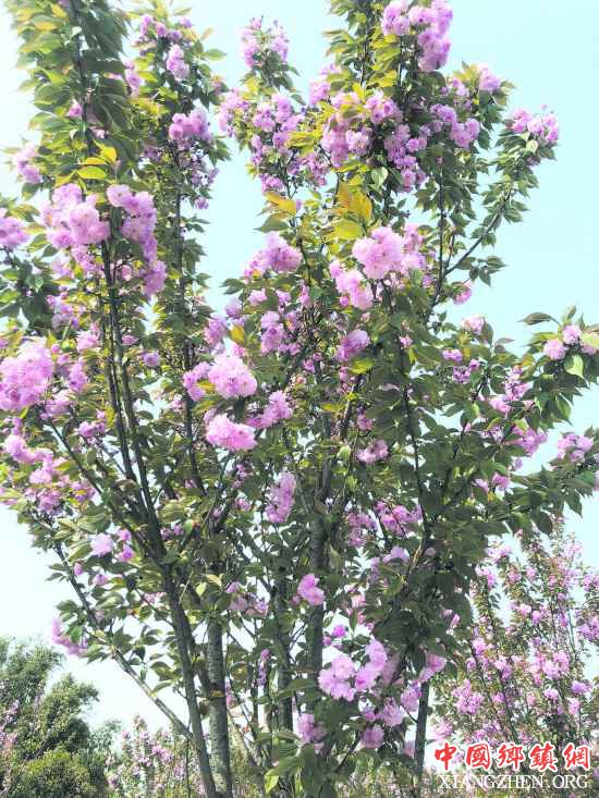 �سǴ��� ���ﻨ�� 1000����ž�ʢ��