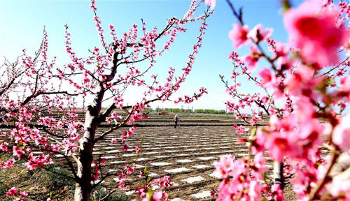 ĺ������ũ��æ