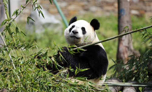 ȫ��Ψһ����è����̥��㡰���ȡ��ɹ�����