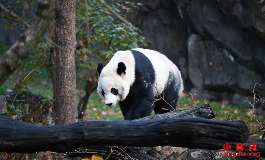 ��������è�����������̻ع�