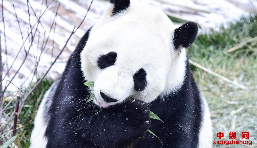 ѩ�д���è �߿����ӱ���ѩ