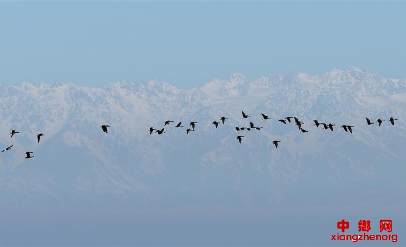 ½첼㡰СԽ