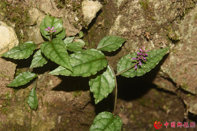 �������ָ�ˮ����ֲ�������� ����Ҫҩ�ü�ֵ