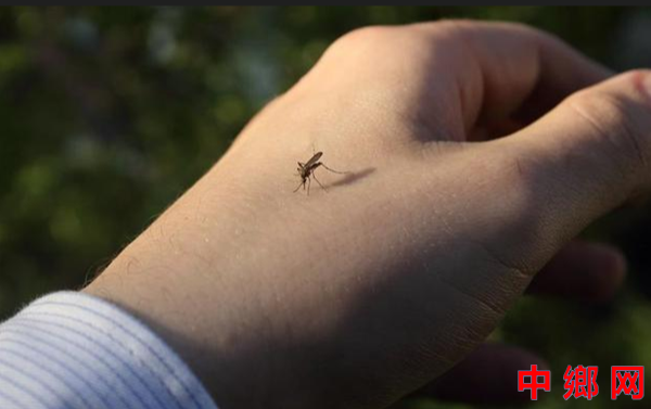 10个妙方可防蚊子的叮咬