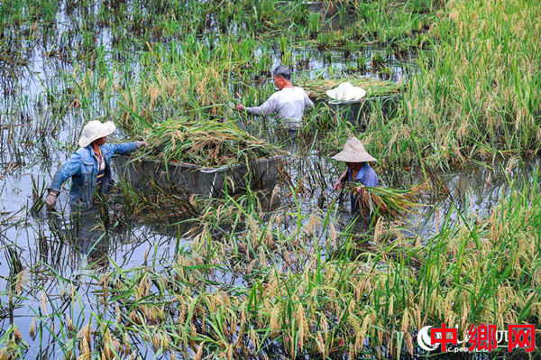 四川泸州：“巨型”水稻丰收