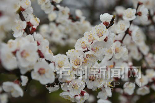 lirt150316 - 