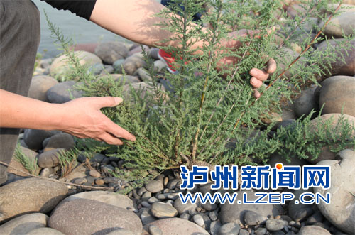 纳溪区林业局工作人员到长江纳溪新乐段河滩清查疏花水柏枝。 刘兵 摄