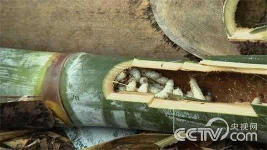 吃虫子吃出来的财富