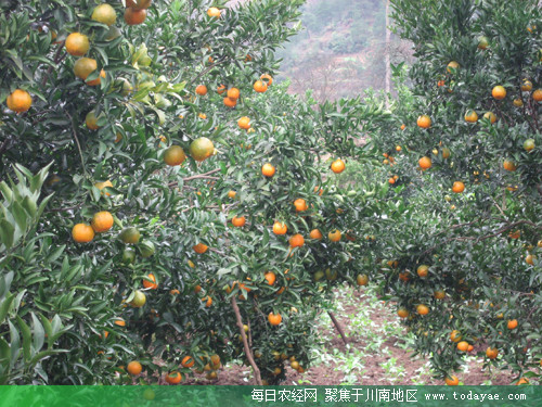 <a  data-cke-saved-href=http://www.luzhouol.cn href=http://www.luzhouol.cn target=_blank class=infotextkey></a>ҵƶ˶.jpg
