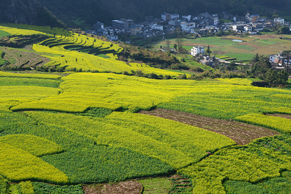 <b>云南罗平油菜花开</b>