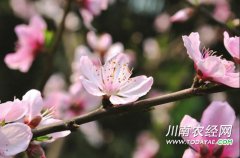 <b>百花争艳迷人眼 2016宜宾踏春地图</b>