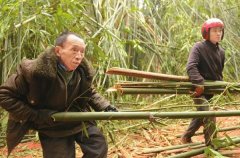 75˿ɽ15 700ĶӺȥδ