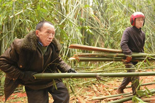 汪代香清理被大风吹断的竹子