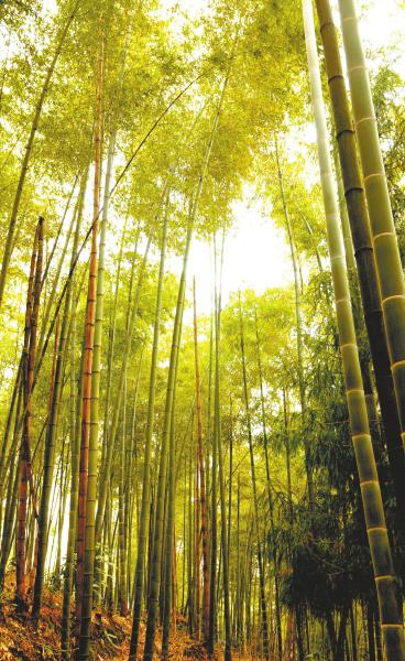 汪代香利用荒山种植的竹,已经笔直挺拔