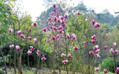 <b>自贡飞龙峡鲜花怒放 化身“绿野花踪”</b>