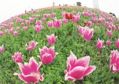 <b>宜宾:大力发展乡村文化旅游</b>