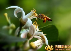 <b>第九届安岳柠檬花节将于4月15日开幕</b>