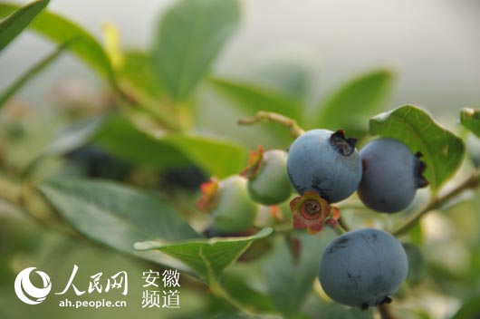 安徽怀宁县:从一颗蓝莓果到一本致富经
