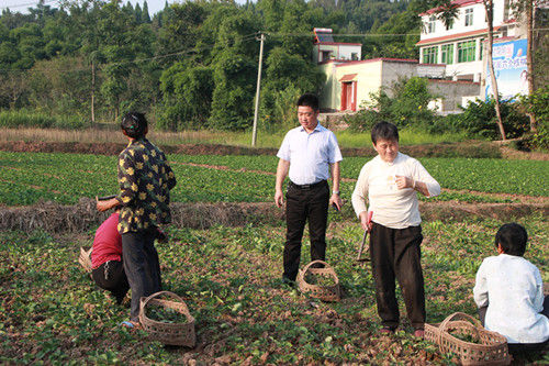 简阳市石板凳镇党委书记周建江正在现场指导农户。胡智摄 简阳市石板凳镇党委书记周建江正在现场指导农户。胡智摄