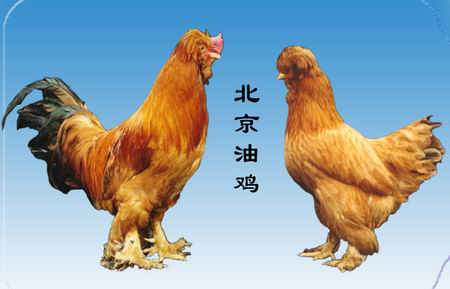 时逢"鸡年",由此想到"北京油鸡",它是北京地区特有的优良品种,已有