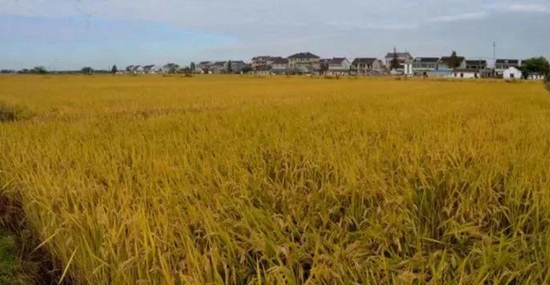 黎里私藏着世外桃源般的乡村美景