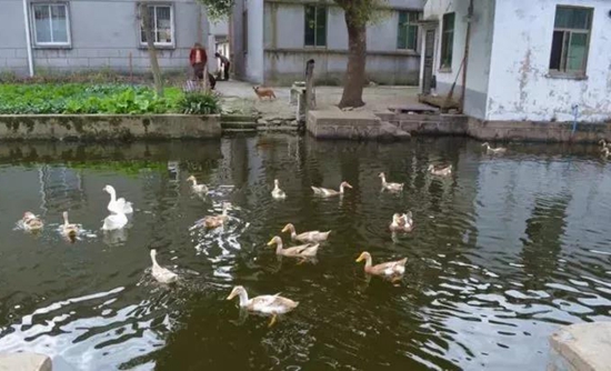 黎里私藏着世外桃源般的乡村美景