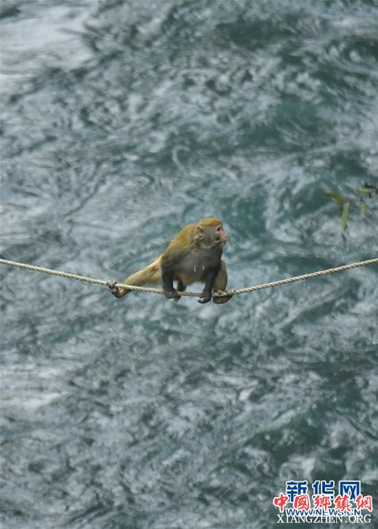 1227գںʡʨӹش壬һֻ⨺ںӶ԰ȡʳ