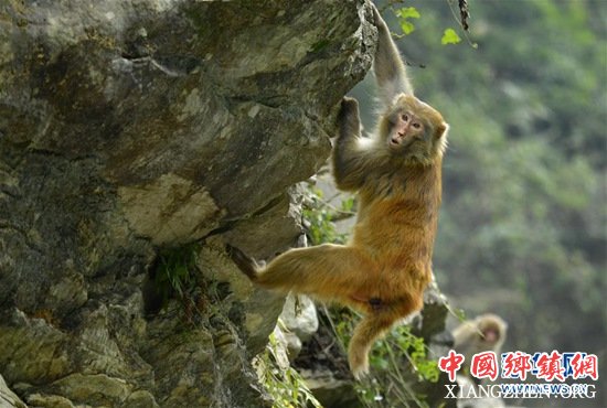 1227գںʡʨӹش壬һֻ⨺ʳ