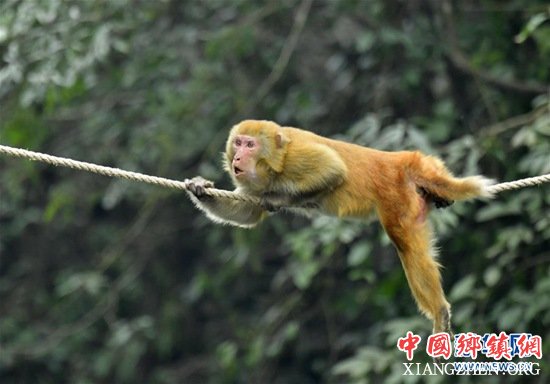 1227գںʡʨӹش壬һֻ⨺ںӶ԰ȡʳ