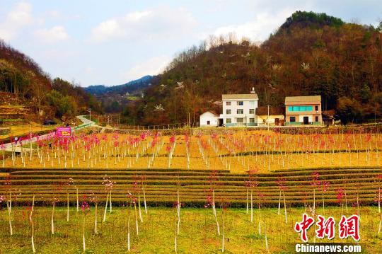 湖北五峰“花旅融合”助山区农民脱贫增收