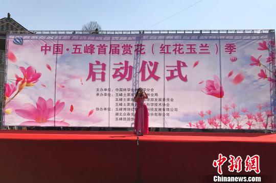 首届五峰赏花(红花玉兰)季启动仪式举行 董晓斌 摄 首届五峰赏花(红花玉兰)季启动仪式举行 董晓斌 摄