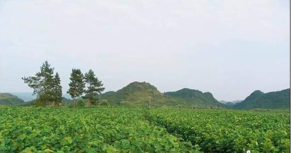 贵州荔波佳荣“五步走”引领月亮山产业扶贫