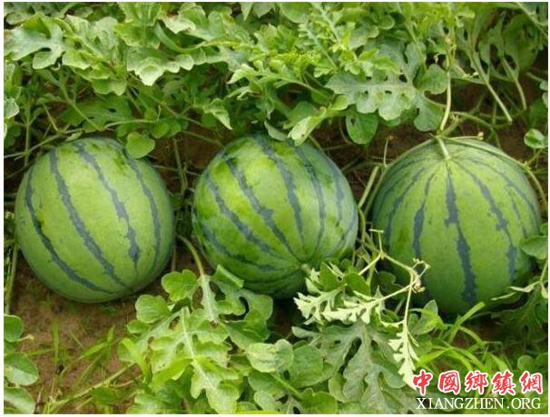 夏季消暑圣品西瓜大量上市 价格亲民