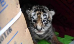 ���������׶�԰������ƿ�����һ����������