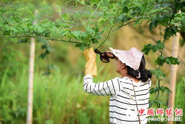 6月7日,在贵州省黔东南苗族侗族自治州丹寨县排调镇巫起村,农户在修剪吊瓜。(杨武魁 摄)