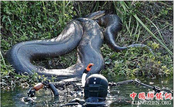 南方农村常见的动物 因其视力不好总是“破肚”而亡?