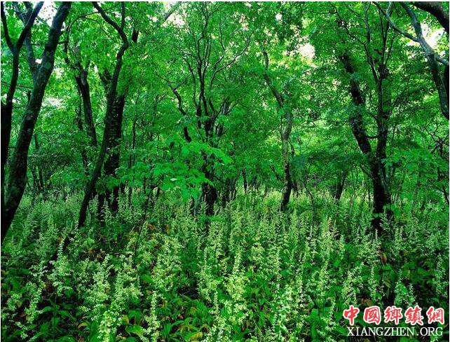 南方农村常见的动物 因其视力不好总是“破肚”而亡?