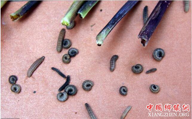 玉米地里这种虫 今年将大爆发 危害极大 河北和山东偏重发生!