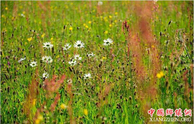30年前农民喂猪用的杂草 如今却是医生的宝贝 收购价一斤十块