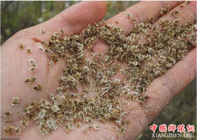 30年前农民喂猪用的杂草 如今却是医生的宝贝 收购价一斤十块