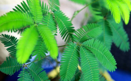 含羞草会开花吗?