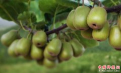 �Ĵ��Ե�ũҵ�ش���Эͬ�ƹ�ƻ�