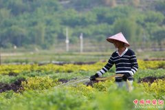 ȷ����2020��ƶ��������ƶ��Ⱥ��ͬȫ��һ������ȫ��С�����