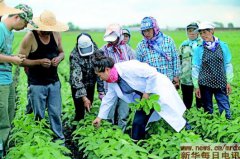 ����������鶹һ����Ϊ�й��󶹡�������