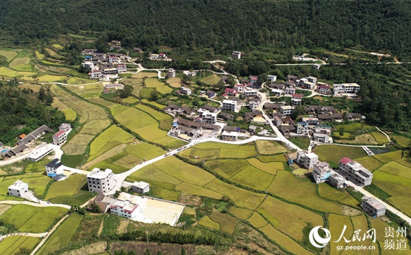 当造村一片丰收景象