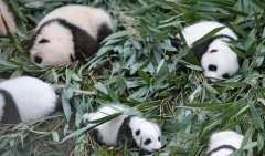 ������ҵ�Ͳ�ԭ�ַ�������Ȧ������è����