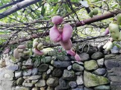 ����Ұ�������¹ϡ�����ˮ�����ϲ���