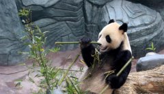 ����è��ɽ�����¼ҡ�